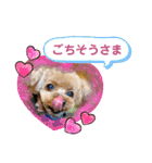 トイプーのティンクスタンプ（個別スタンプ：24）
