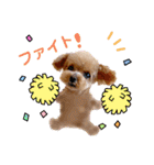 トイプーのティンクスタンプ（個別スタンプ：25）