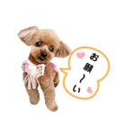 トイプーのティンクスタンプ（個別スタンプ：26）