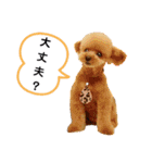 トイプーのティンクスタンプ（個別スタンプ：27）
