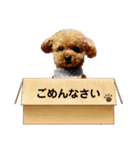 トイプーのティンクスタンプ（個別スタンプ：28）
