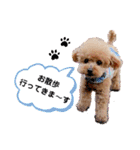 トイプーのティンクスタンプ（個別スタンプ：30）