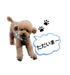トイプーのティンクスタンプ（個別スタンプ：31）