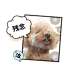 トイプーのティンクスタンプ（個別スタンプ：33）