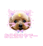 トイプーのティンクスタンプ（個別スタンプ：35）
