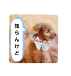 トイプーのティンクスタンプ（個別スタンプ：36）