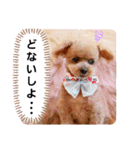 トイプーのティンクスタンプ（個別スタンプ：37）