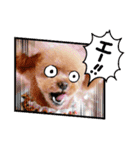 トイプーのティンクスタンプ（個別スタンプ：38）
