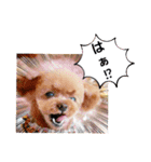 トイプーのティンクスタンプ（個別スタンプ：39）