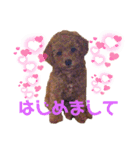トイプー♡ソフィ（個別スタンプ：1）