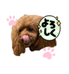 トイプー♡ソフィ（個別スタンプ：4）