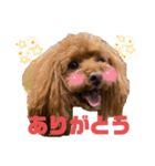 トイプー♡ソフィ（個別スタンプ：5）