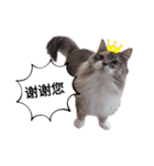 福猫＆花猫〜第7弾〜（個別スタンプ：1）