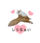 福猫＆花猫〜第7弾〜（個別スタンプ：4）