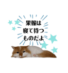 福猫＆花猫〜第7弾〜（個別スタンプ：5）