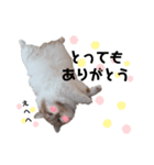 福猫＆花猫〜第7弾〜（個別スタンプ：7）