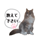 福猫＆花猫〜第7弾〜（個別スタンプ：8）
