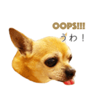 チクワという名前の犬（個別スタンプ：5）