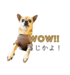 チクワという名前の犬（個別スタンプ：11）