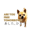 チクワという名前の犬（個別スタンプ：13）