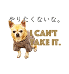 チクワという名前の犬（個別スタンプ：24）