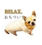 チクワという名前の犬（個別スタンプ：39）