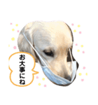 ルポちゃんの日常（個別スタンプ：6）