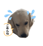 ルポちゃんの日常（個別スタンプ：12）