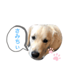 ルポちゃんの日常（個別スタンプ：15）