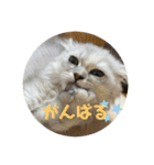 みにちゃんすたんぷ2（個別スタンプ：6）