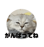 みにちゃんすたんぷ2（個別スタンプ：7）