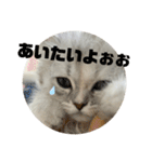 みにちゃんすたんぷ2（個別スタンプ：9）