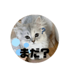 みにちゃんすたんぷ2（個別スタンプ：12）