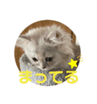 みにちゃんすたんぷ2（個別スタンプ：14）