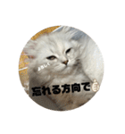 みにちゃんすたんぷ2（個別スタンプ：22）