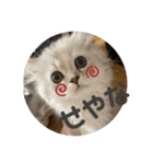 みにちゃんすたんぷ2（個別スタンプ：25）