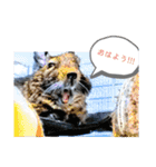 うちのデグがすみません2（個別スタンプ：1）