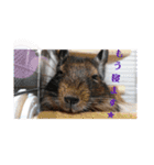 うちのデグがすみません2（個別スタンプ：4）
