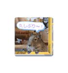 うちのデグがすみません2（個別スタンプ：6）