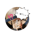 うちのデグがすみません2（個別スタンプ：7）