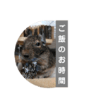 うちのデグがすみません2（個別スタンプ：9）