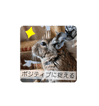 うちのデグがすみません2（個別スタンプ：10）