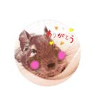 うちのデグがすみません2（個別スタンプ：12）