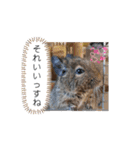 うちのデグがすみません2（個別スタンプ：13）