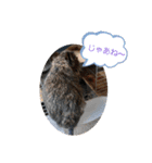 うちのデグがすみません2（個別スタンプ：16）