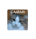 ノルウェージャンフォレストキャットにゃん（個別スタンプ：1）