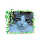 ノルウェージャンフォレストキャットにゃん（個別スタンプ：6）