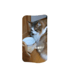ノルウェージャンフォレストキャットにゃん（個別スタンプ：9）