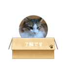 ノルウェージャンフォレストキャットにゃん（個別スタンプ：14）