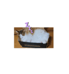 ノルウェージャンフォレストキャットにゃん（個別スタンプ：15）